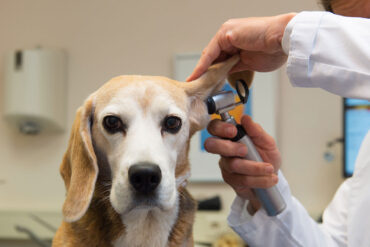 The Power of AVMA LIFE- A First-Hand Account
