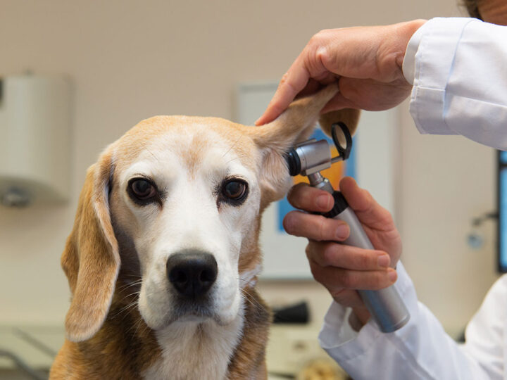 The Power of AVMA LIFE: A First-Hand Account