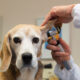 The Power of AVMA LIFE- A First-Hand Account