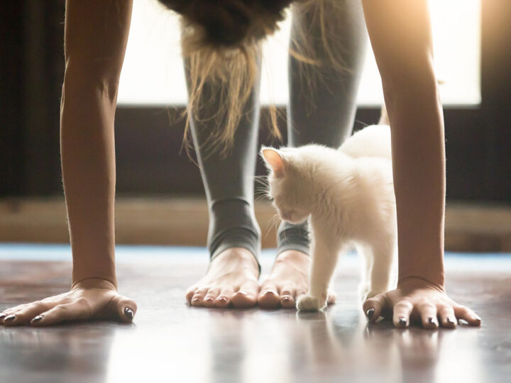 7 Stress Management Tips for Veterinary Practices