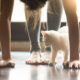 7 Stress Management Tips for Veterinary Practices