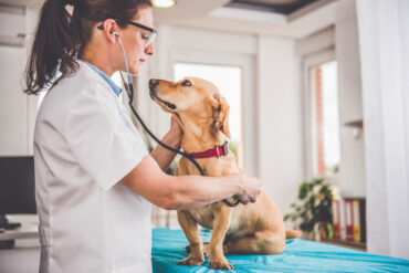 New Federal Rule May Expand Health Insurance Options for Veterinarians