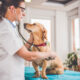 New Federal Rule May Expand Health Insurance Options for Veterinarians