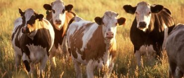 USDA Looking for Veterinarians to Practice in Shortage Areas