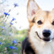 7 Feel-Good Animal Stories to Brighten Your Day