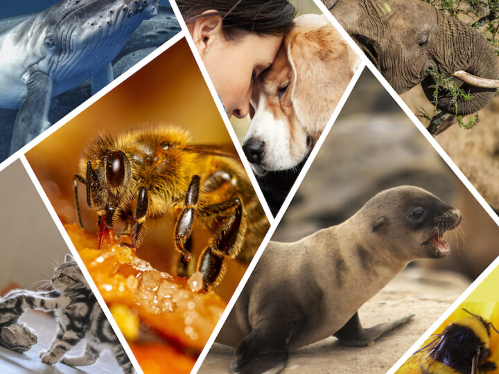 7 Special Animal Stories to Bring You Joy