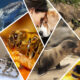 7 Special Animal Stories to Bring You Joy
