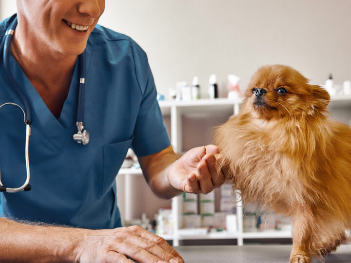 How Veterinarians Can Take Charge of Their Own Happiness