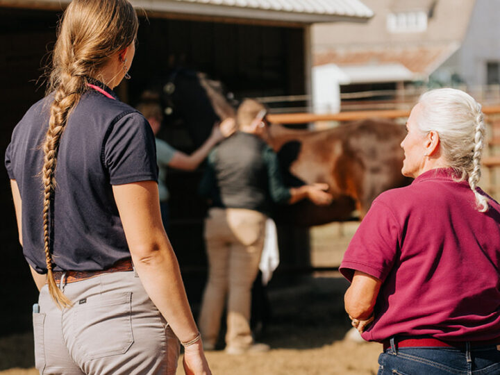 How Veterinarians Can Take Charge of Their Own Happiness
