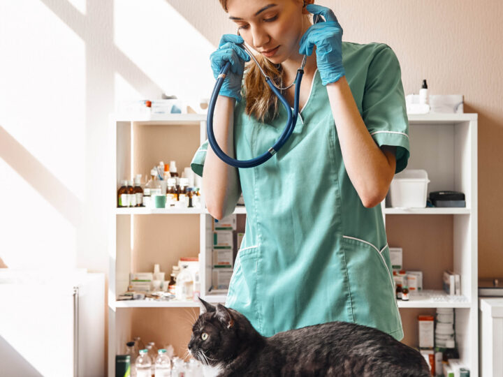 Tips for Creating a Heart-Centered and Low-Stress Veterinary Practice