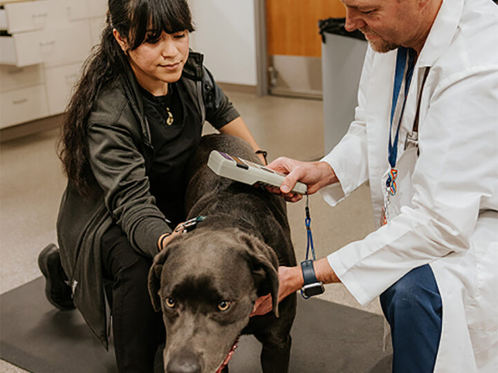 Understanding Employee Benefits as a Future Veterinarian