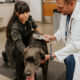 Understanding Employee Benefits as a Future Veterinarian