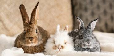 Dr. P & the Case of the Runaway Rabbit