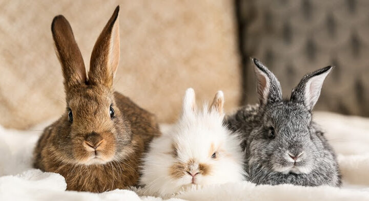 Dr. P & the Case of the Runaway Rabbit
