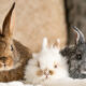 Dr. P & the Case of the Runaway Rabbit